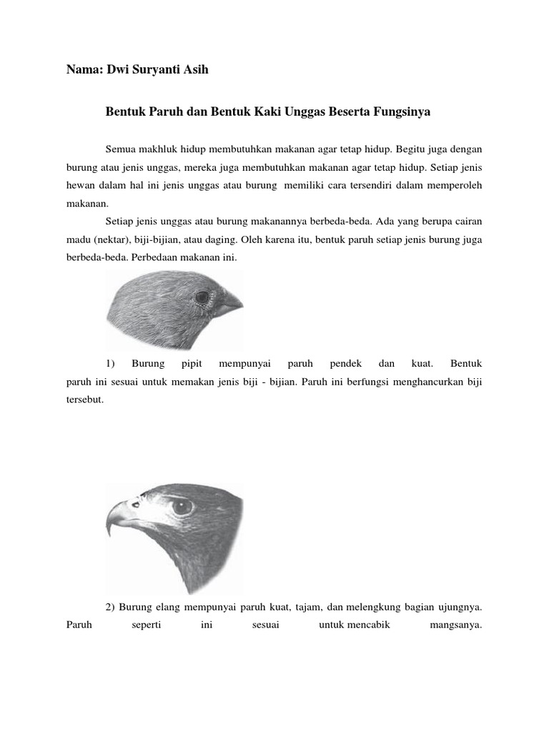 9900 Gambar Cakar Unggas Gratis Terbaru