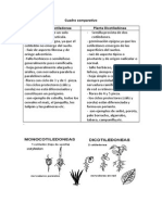 Cuadro Comparativo DE MONOCOTILEDONEAS Y DICOTILEDONEAS