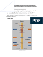 Comunicacion Interneurona