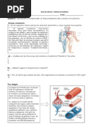 Guia Sistema Circulatorio 5 Basico