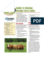 Guide To Raising Healthy Beef