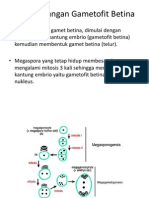 Perkembangan Gametofit Betina