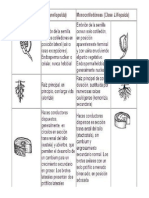 Cuadro Comparativo de Las Plantas Monocotiledoneas y Dicotiledoneas