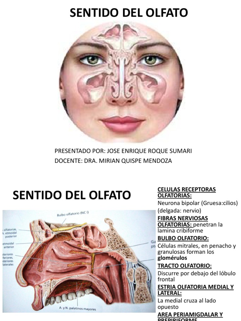 Anatomía del Sentido del Olfato | PDF | Olfato | Anatomía de los primates
