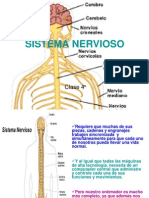 Clase 4 Sistema Nervioso