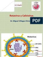 Rotavirus, Calicivirus, Herpesvirus y Ébola.