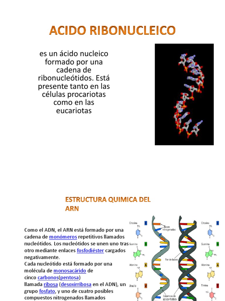 acido ribonucleico Rna Adn