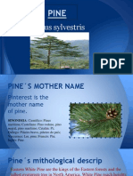 Pinus Sylvestris: Alba Orozco 4.C