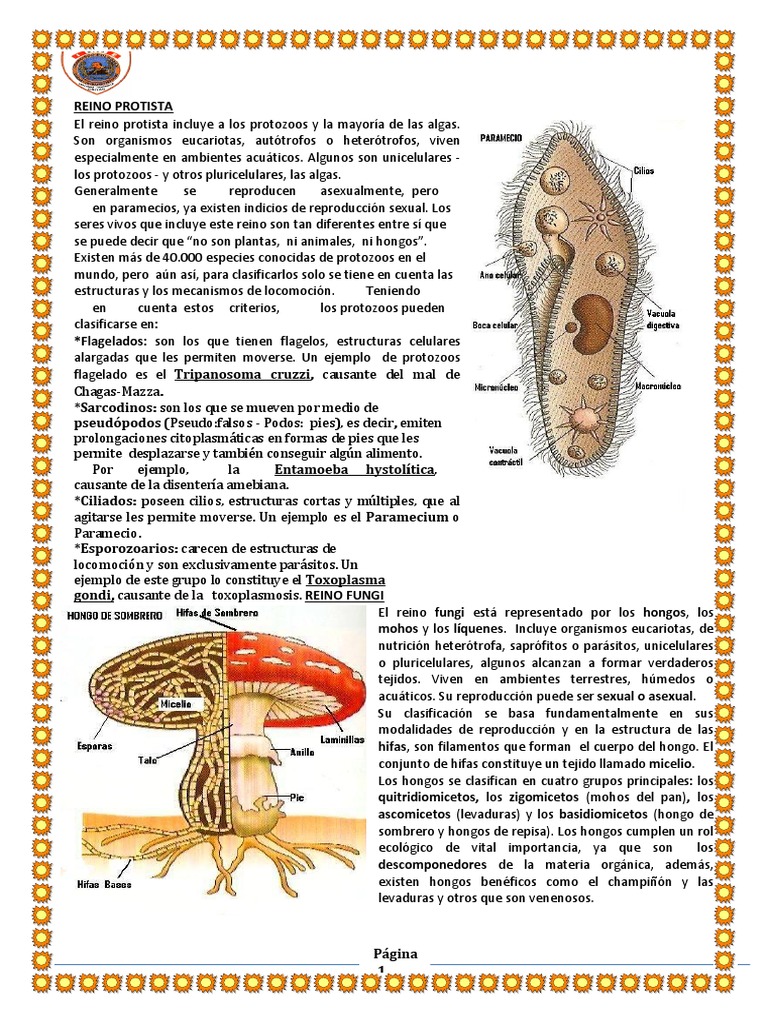 Reino Protista y Fungi | PDF | Protozoos | Hongo