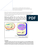 Sintesis Protein