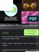 Ćelijski Ciklus