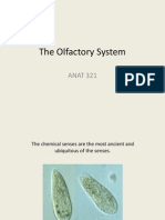 ANAT 321 the Olfactory System