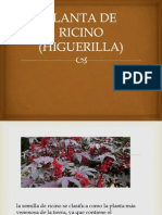 Planta de Ricino (Higuerilla)