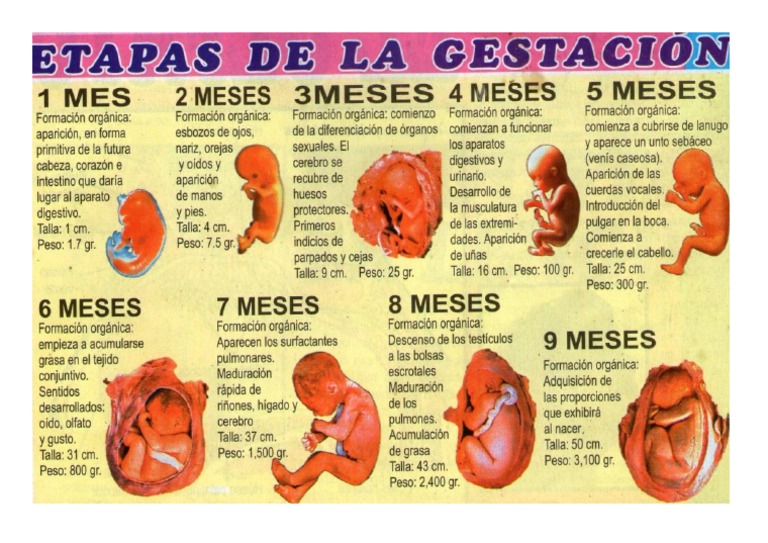 Etapas de La Gestacion