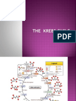 3.2 The Krebs Cycle