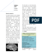 Articulo Neuroplasticidad y Rehabilitacion