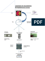 Flujograma de Aislamiento Staphylococcus Aureus