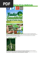 As 15 Melhores Ervas Medicinais