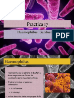 Haemophilus y Gardnerella - Practica 17