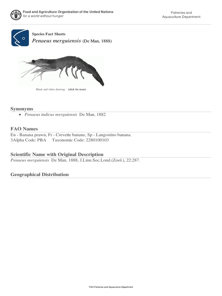 FAO Fisheries & Aquaculture - Species Fact Sheets - Penaeus Merguiensis ...