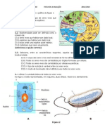 Ficha de CN 2º Teste de Dez 2014