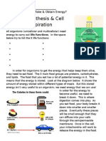 photosynthesis facts project