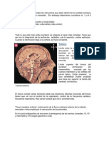 Tronco Encefalico, Cerebro y Cerebelo