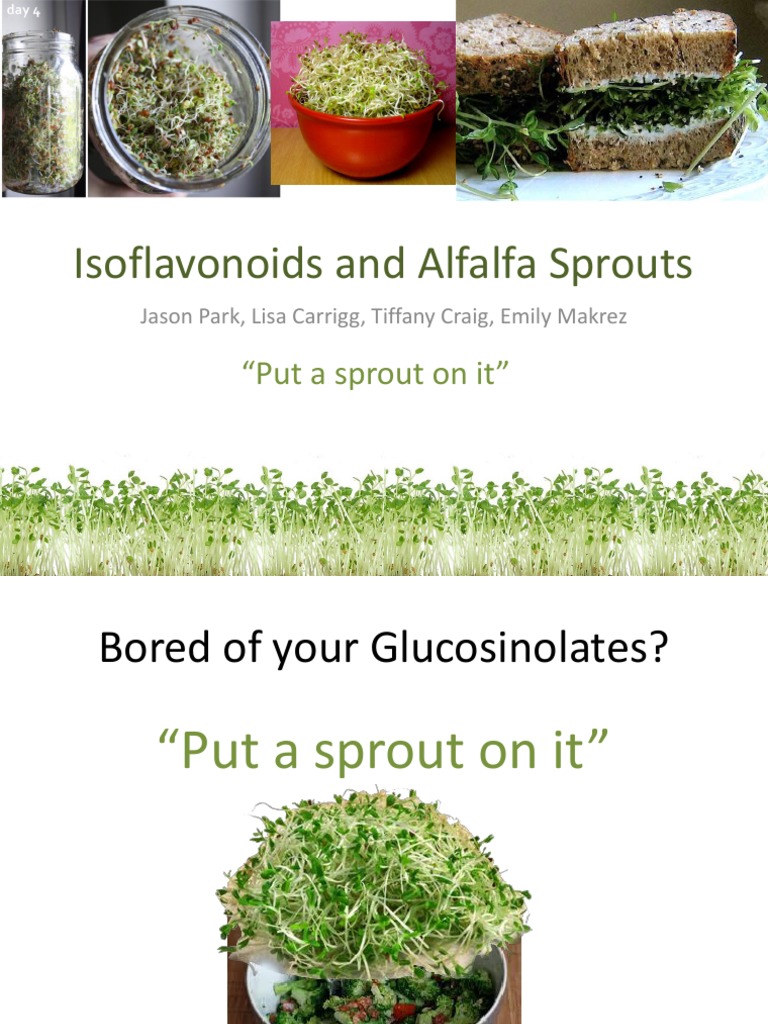 Isoflavonoids and Alfalfa Sprouts "Put A Sprout On It" PDF Alfalfa