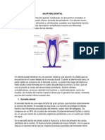 Anatomia Dental