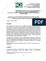 CARACTERÍSTICAS MORFOMETRICAS DE LAS CÉLULAS SANGUÍNEAS DE CACHAMA BLANCA (Piaractus Brachypomus) ALIMENTADAS CON SUPLEMENTO DE ENSILAJE DE VISCERAS DE PESCADO DURANTE LA ETAPA DE CEBA