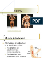Muscles of The Human Body Powerpoint