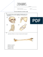 Prueba s. Esqueletico