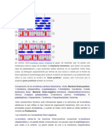 Bacteria Gram Positiva