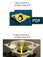 G Anatomy Lab Review Ibn Hayan 2