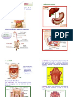 Sistema Aparato Digestivo Pa Manual Tesis