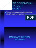 PrimaryToothMorphology Synopsis