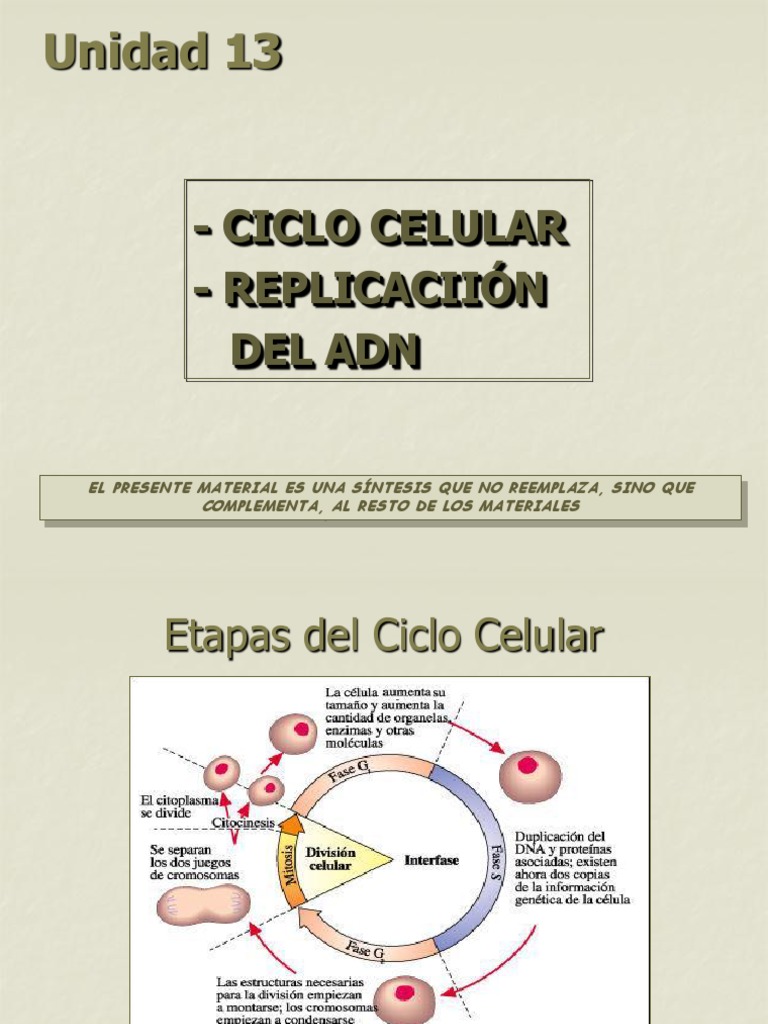 Ciclo Celular y Replicacion Del ADN | PDF | Replicación De Adn | Adn