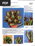Download Euphorbia Enopla by zradosavljevic SN249289660 doc pdf