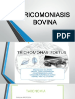 Tricomoniasis Bovina