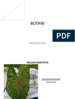Morfologi Botani