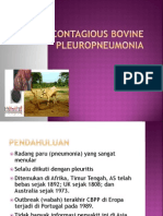 Contagious Bovine Pleuropneumonia Kuliah 4