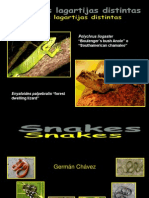 Identificacion - serpientes