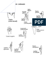 Aspectos de Los Umbos Dorsales