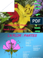 Flores