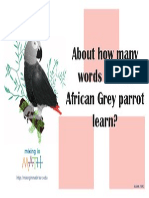 Animalposters Greyparrot