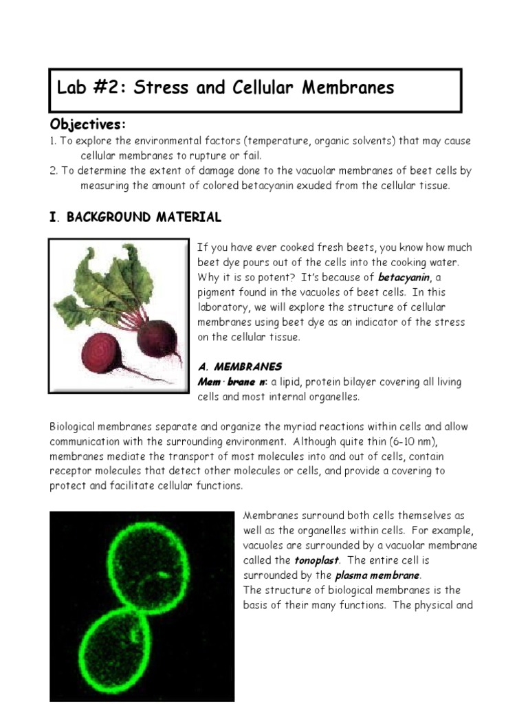 Lab 2 Membranes | PDF | Vacuole | Cell Membrane