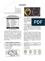 A. Lumbricoides