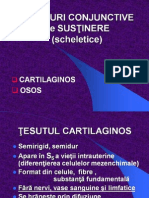 Cartilaj_os Apc - PDF (1) (1)