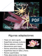 Botánica_adaptaciones