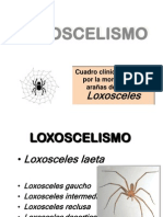 Loxoscelismo 1